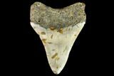 Fossil Megalodon Tooth - North Carolina #109900-2